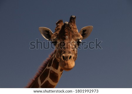 Close-up on blue background of African Giraffe in Madrid Safari