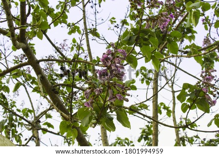 Beautiful lilac wisteria flower. It grows on branches forming a beautiful flower tunnel.