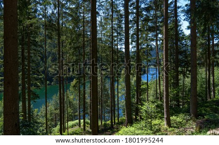 View through the trees of an idyllic forest to a lake - taken in the Black Forest at the dam Kleine Kinzig, Germany Royalty-Free Stock Photo #1801995244