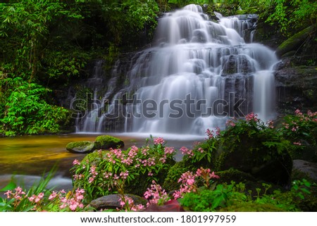 Mun dang or Man dang waterfall with a pink flower foreground in Rain Forest at Phitsanulok Province, Thailand Royalty-Free Stock Photo #1801997959