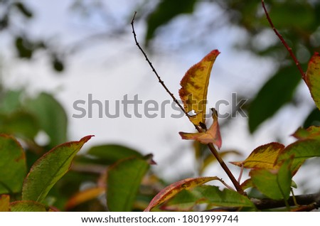 Autumn leaves on the sun and blurred trees . Fall background.