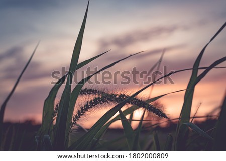 Detail of field grass set against the sky at dusk. Shallow depth of field. Blurred purple orange clouds with hues of blue sky. Macro photography.