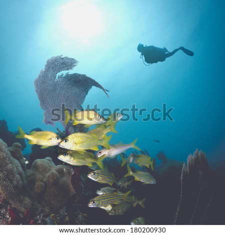 Scuba Diver Silhouette Underwater at Caribbean Coral Reef