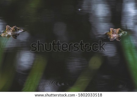 Baby crocodiles swimming and playing around in the waters of the Amazon rainforest