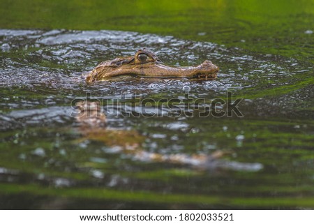 Baby crocodiles swimming and playing around in the waters of the Amazon rainforest