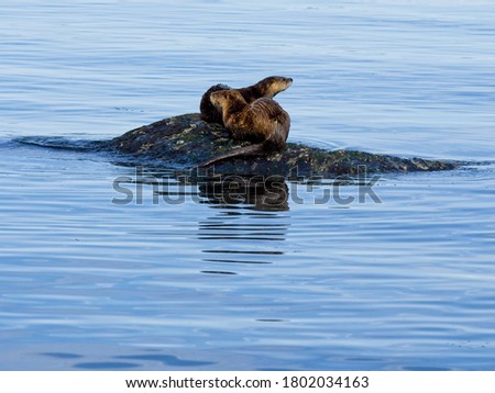 Two river otters playing on the rock in the water