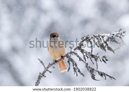 Beautiful and cute bird, Siberian jay, Perisoreus infaustus, sitting on an old branch on snowy winter day in Kuusamo, Finland, Northern Europe Royalty-Free Stock Photo #1802038822