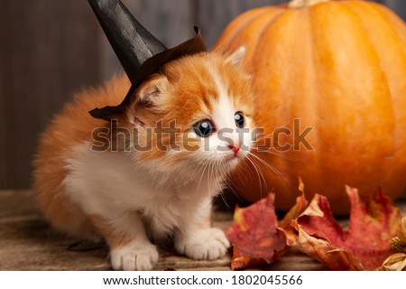ginger kitten and halloween pumpkin jack-o-lantern and on wood background.