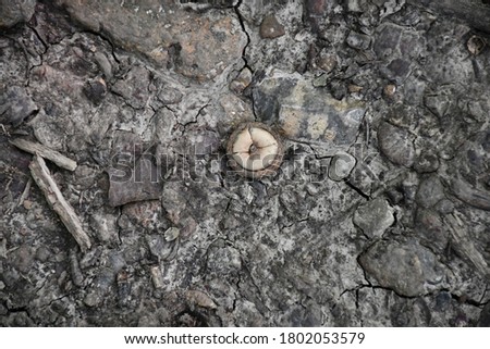 Acorn, twigs, rocks, and debris on the ground. Everything has a brown and gray hue. There are cracks in the ground. Picture taken in Gladstone, Missouri.