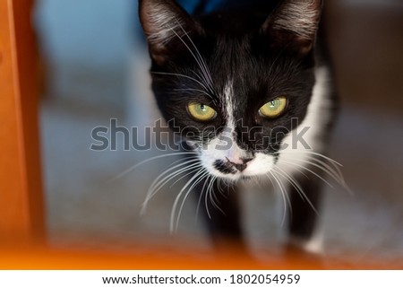 
Black-white cat with light yellow eyes is looking closely at the camera. Shallow depth of field. Close-up