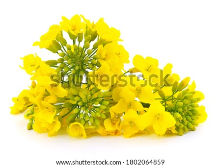 Mustard Flower blossom, Canola or Oilseed Rapeseed, close up , isolated on white background. Royalty-Free Stock Photo #1802064859
