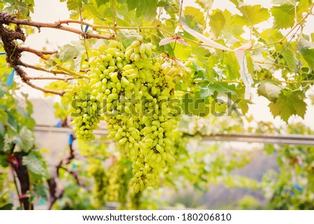 Ripe bunches of white wine grapes on a vine
