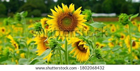 Bee collecting nectar from sunflower plant with numerous sunflower plants in the background. 