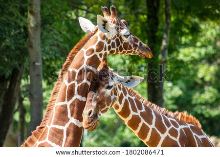 giraffe (Giraffa camelopardalis reticulata) animals together in summer nature