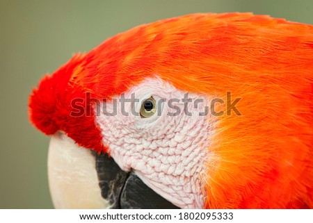  CLOSE UP HEAD SHOT OF A BRIGHT ORANGE AND RED MCCAW WITH A BRIGHT EYE
