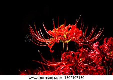 Red Cluster‐amaryllis or Red Spider Lily in The Dark in Japan, Autumn or Fall Image Royalty-Free Stock Photo #1802107180