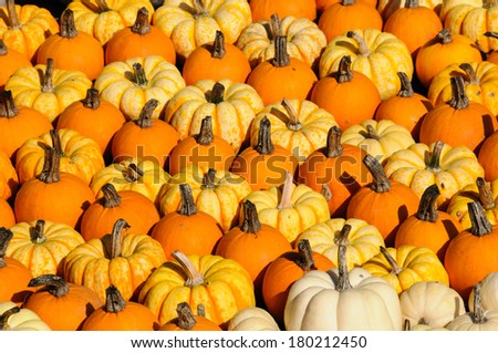 Several small colorful pumpkins. Picture-filling.
