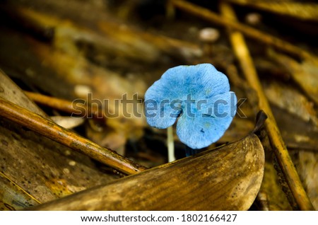Close-up picture of mushroom (Blue Mushrooms in rain forest) Thailand. The small mushroom is a distinctive all-blue colour
