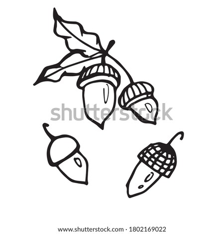Hand drawn autumn doodle acorns . Vector illustration