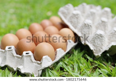 Closeup Egg panel on grass