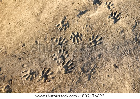RACCOON-FOOTPRINT-IN-THE-SAND Stock Photos and Images - Avopix.com