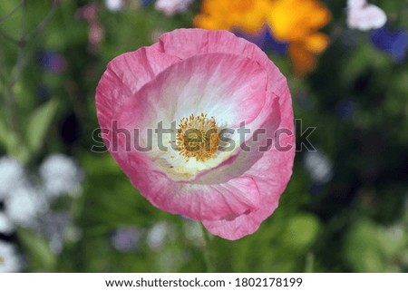 beautiful pink poppy flower in a colorful meadow close up