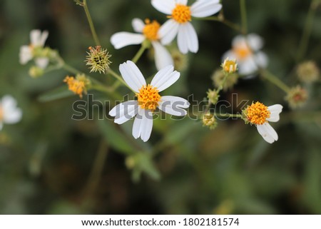 Beautiful Tiny Bright White Wildflower Daisy