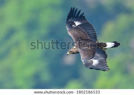 Juvenile of Golden eagle  (Inuwashi) is flying elegantly in the green background