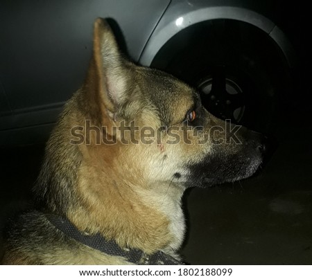 German shepherd guard dog on night duty.