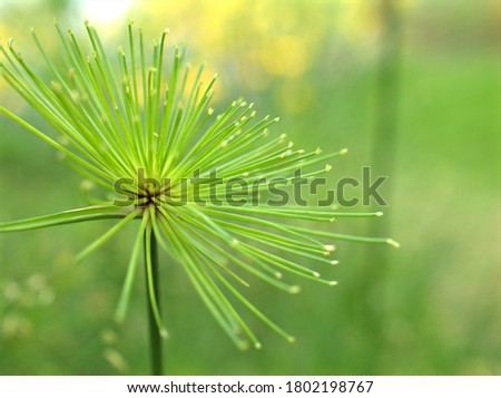  Closeup macro green Paper reed, Nile grass, Cyperus papyrus haspan plant greenery in garden with bright blurred background, freshness wallpaper concept, soft focus, nature leaves