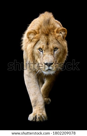 Beautiful close up detail portrait of big male lion on black background