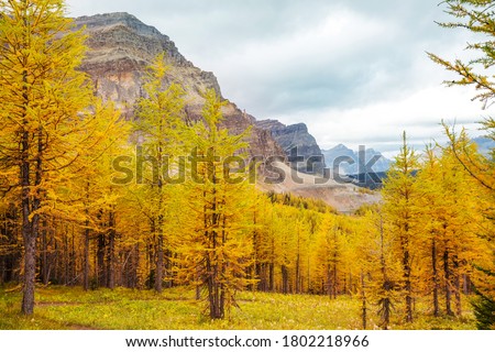 Beautiful golden larches in mountains, Fall season. Royalty-Free Stock Photo #1802218966
