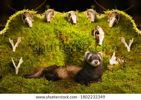 Dark sable ferret posing as a hunting predator in forest moss decorated with prey skulls
