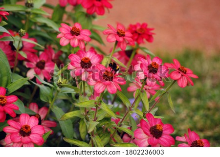 Flowerbed with bright pink flower like as purple coneflower. Good image for greeting card or backdrop.