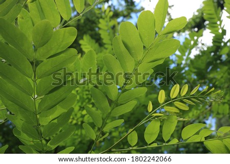 acacia tree leaves against the sky