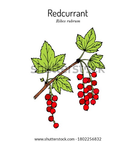 Red currant (Ribes rubrum), branch with leaves and fruit, edible and medicinal plant. Botanical hand drawn vector illustration