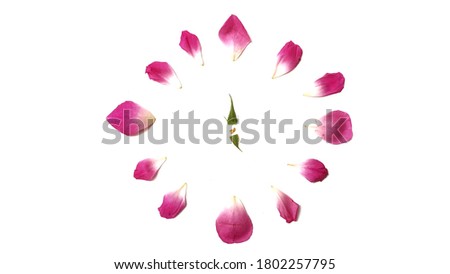Flower clock created from Rose petal, beautiful pink rose petal isolated on white background, Time concept.