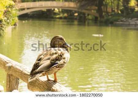 Brown duck standing on a wooden railing in front of a river with a bridge in the background. Way of Santiago in Galicia, Spain