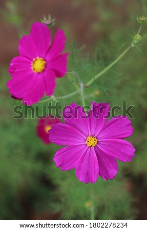 Cosmos flower. It grows profusely in cold to medium temperatures. The picture was shot at Ukhrul, Manipur, India.