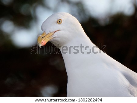
The European herring gull is a large gull, up to 66 cm long. One of the best-known of all gulls along the shores of Western Europe.