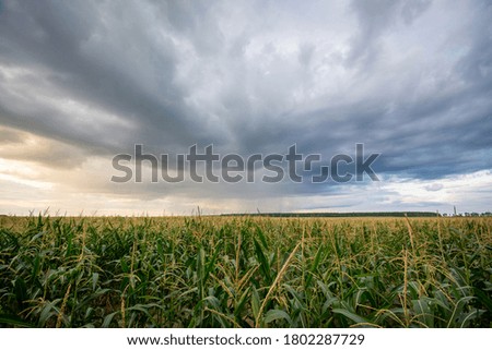 Colorful picture of field of corn ready for harvesting before the rain