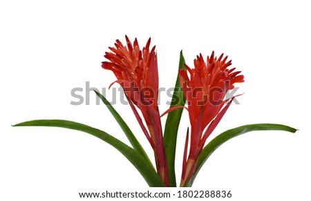 beautiful Red Bromeliad Flowers isolated on white background