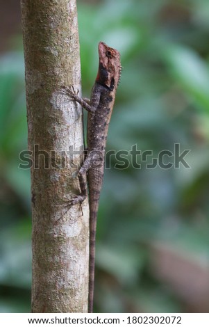 oriental garden lizard agama with brown head