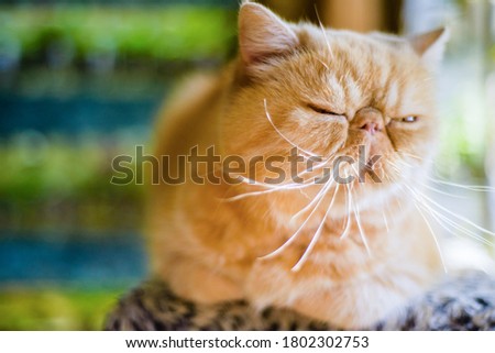 Red lazy cat on the background of summer sunshine and bright sun