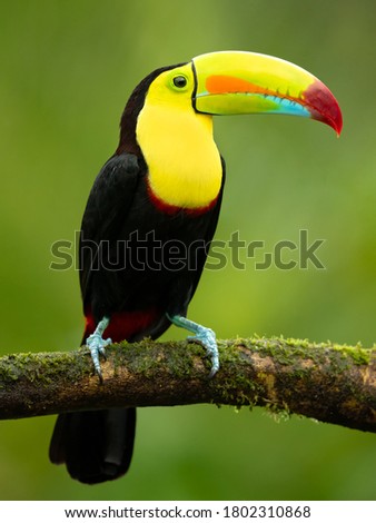 Keel-billed toucan (Ramphastos sulfuratus), also known as sulfur-breasted toucan or rainbow-billed toucan, is a colorful Latin American member of the toucan family.