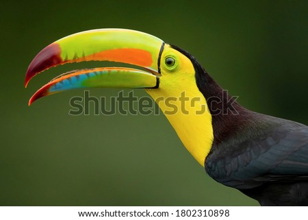 Keel-billed toucan (Ramphastos sulfuratus), also known as sulfur-breasted toucan or rainbow-billed toucan, is a colorful Latin American member of the toucan family.