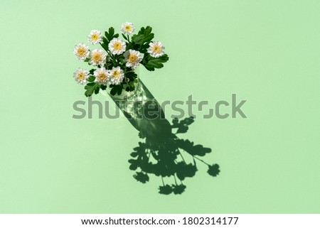 Minimal flowers concept in hard light with shadows. Composition of medicinal chamomile in glass on pastel green or mint background. Top view, copy space.