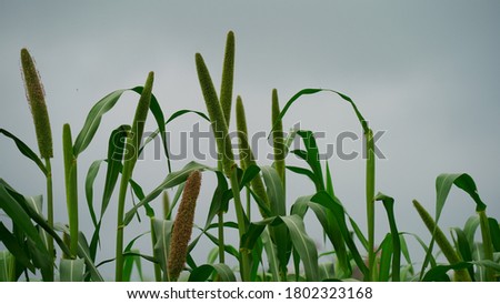 Close up view of Green farmlands of Millet or sorghum plant. Semiarid tropics of Asia crop, small grained, annual crop.