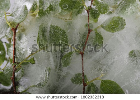 spring flowers are frozen in ice