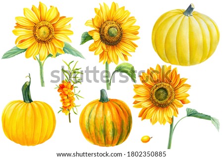 Flowers sunflowers and pumpkins, sea buckthorn berries, white background, autumn set, watercolor illustrations